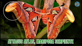 Attacus Atlas, la increíble mariposa | que se disfraza de serpiente