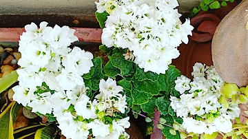 How do you prune a kalanchoe?