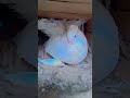 #song #bhojpuri #mirzafact #pigeon