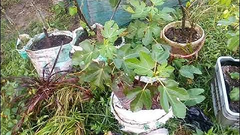 How to air layer a fig tree using a plastic bottle
