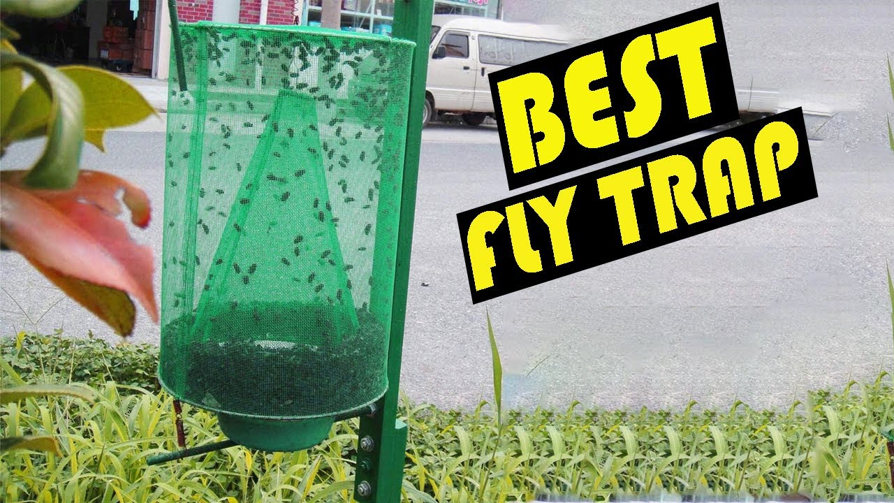 Top 4 Best Fly Traps Reviewed (2024)