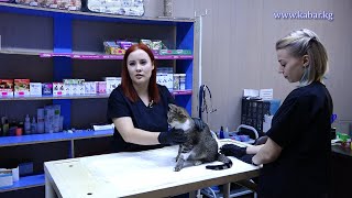 Ветеринар Дарья Шарова: «Животные в отличие от человека не могут рассказать, что у них болит»