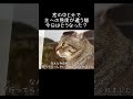 窓の中と外で主への態度が違う猫。今日はどうなった?【元野良猫ピースケ】 #shorts #初老夫婦とねこ #元野良猫 #ピースケ