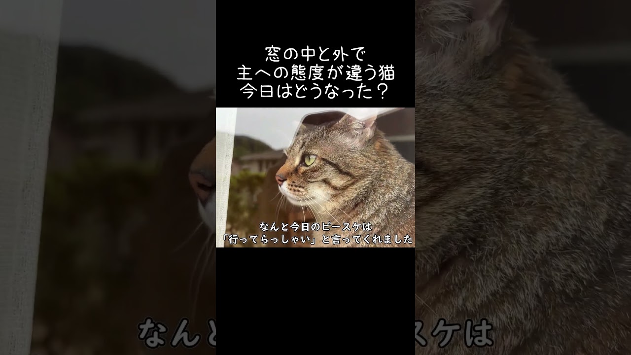 窓の中と外で主への態度が違う猫。今日はどうなった?【元野良猫ピースケ】 #shorts #初老夫婦とねこ #元野良猫 #ピースケ