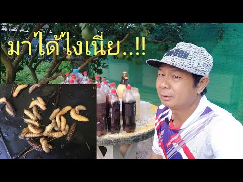 วีดีโอ: หนอนหนีปุ๋ยหมัก - วิธีหนีจากถังหนอน