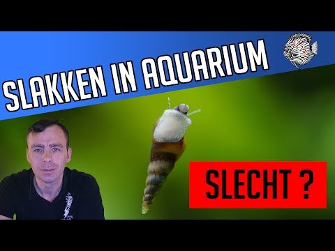 Video: Waar Zijn Slakken In Een Aquarium Voor?