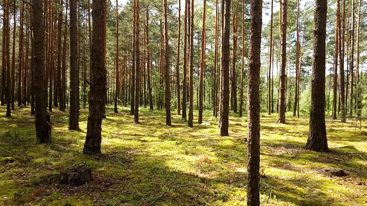 Теркулова карина боровна