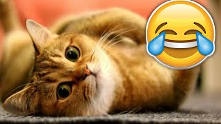 Viral   Kucing Lucu Sedang Bermain  Fanny Cat