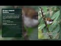 Where Nature Feels Alive | Ethereal Sinharaja Resort- ENDEMIC ANIMALS