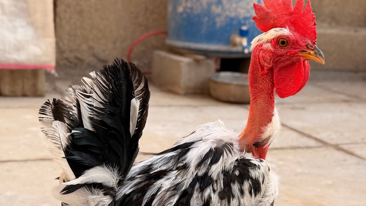 دجاج ورد الباكله ابو ركيبة جديد 😍 + ترتيب المحمية #ابو_ضحى🐔🐣