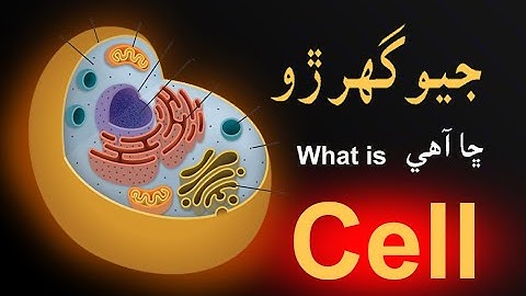 What is Cell |  In Sindhi | Study Funnel