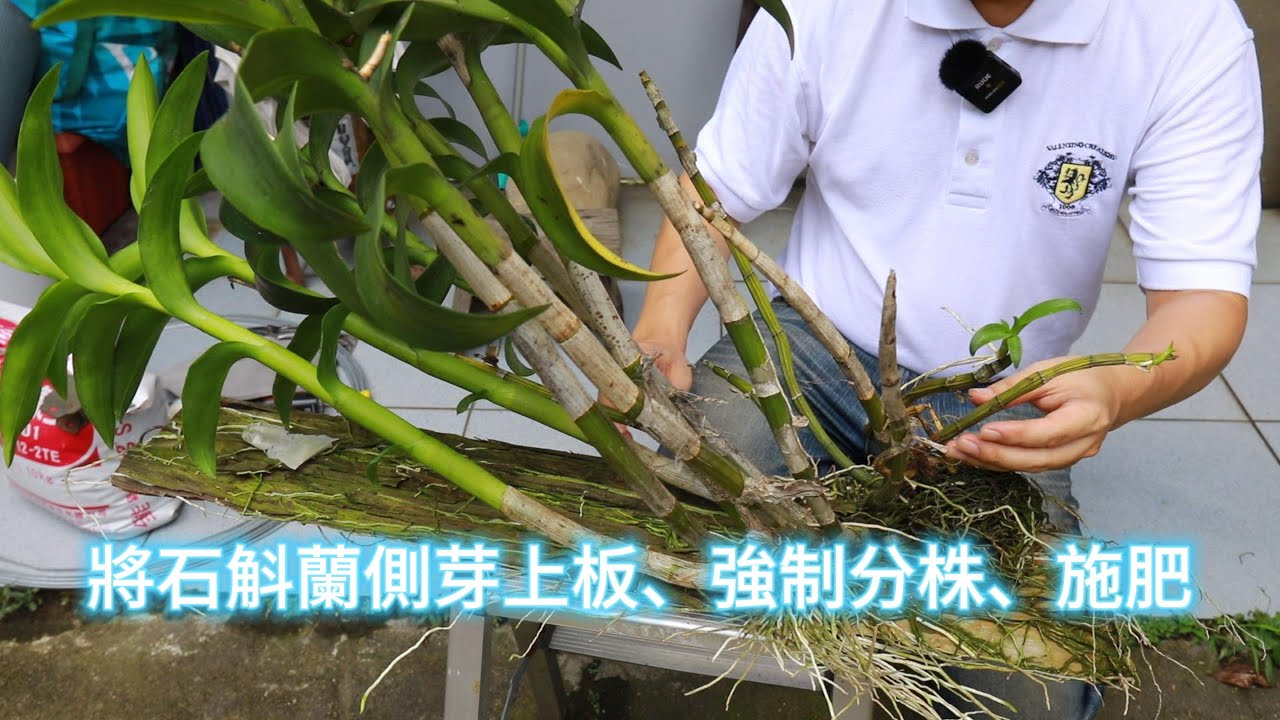 將石斛蘭側芽上板、強制分株、施肥【2024/06/30】