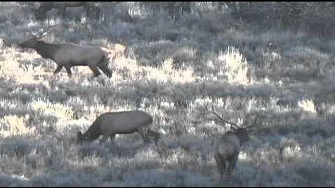 2010 Idaho archery elk hunt