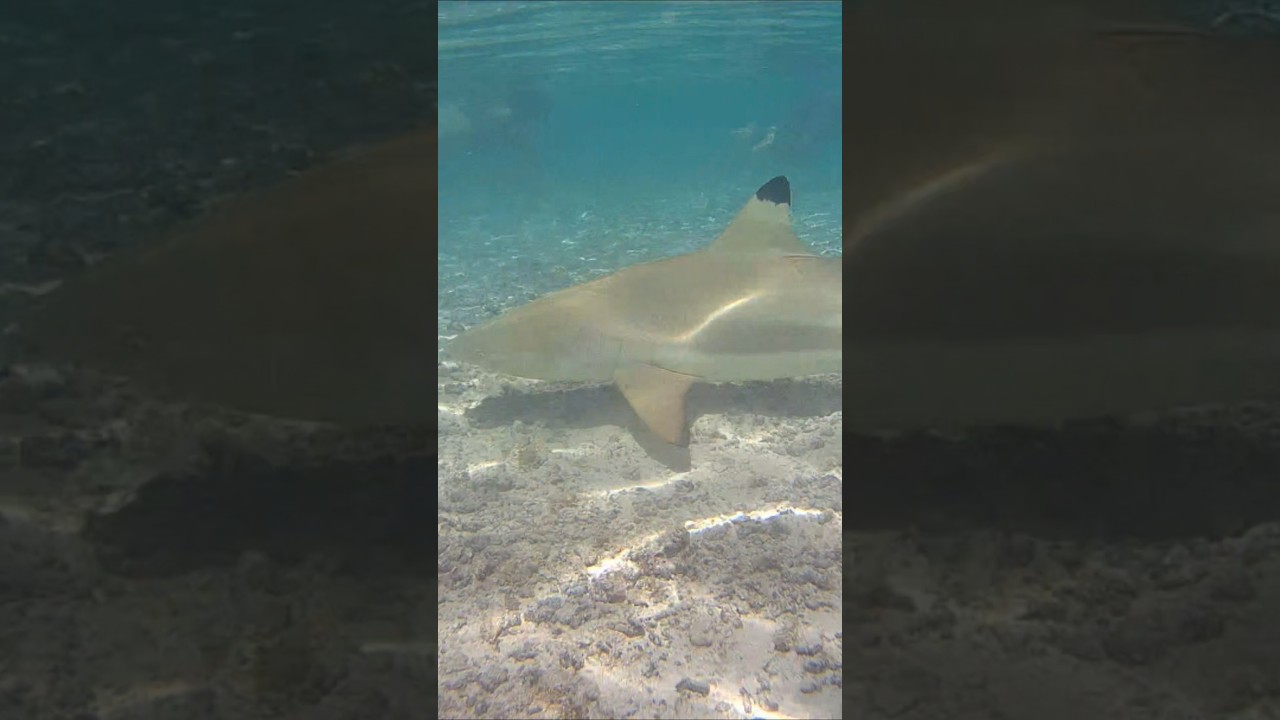 Snorkelling with Sharks and Stingrays! Day 9 Mo'orea, French Polynesia