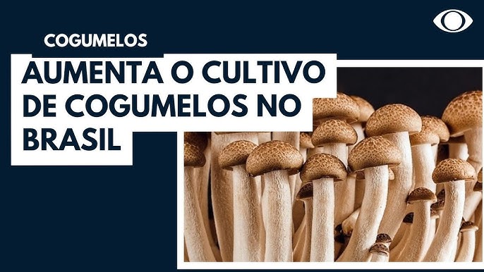 EXPORTAÇÃO DE COGUMELOS - Exporta Fácil - Correios - Zootecnista Carlos Abe  Cogumelo Agaricus blazei 