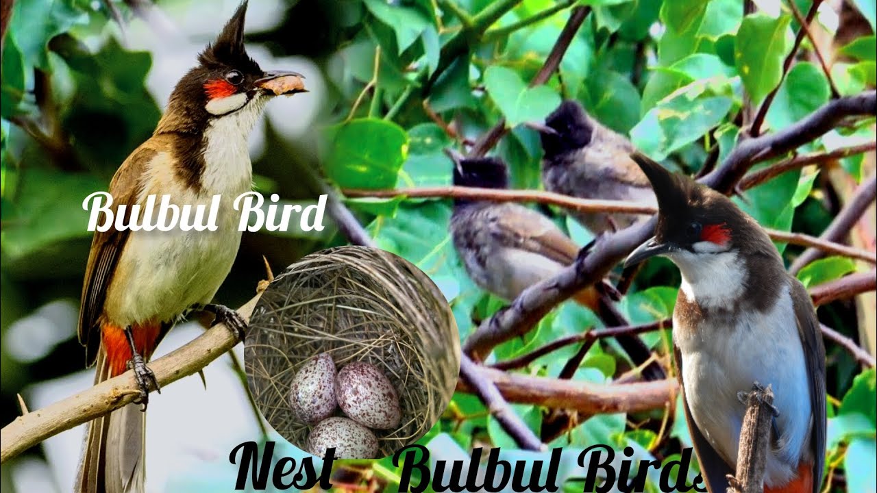 Bulbul birds nest on the tree /bulbul birds / YouTube