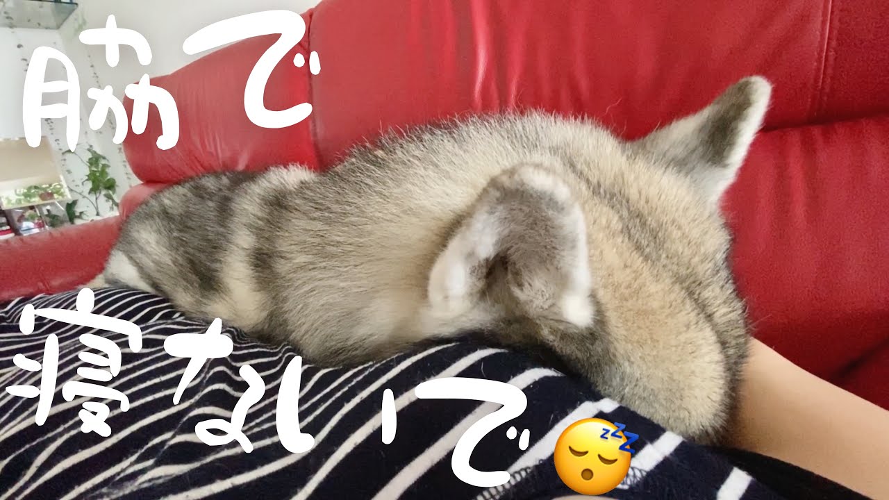 嫌がって噛む そんな愛犬の イヤイヤ噛み を直す方法は 嫌がって噛む そんな愛犬の イヤイヤ噛み を直す方法は