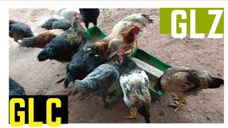 Novo Lote De Frangas E Frangos Glz E Glc