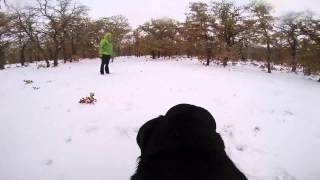 The Dogs Playing In The Snow