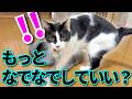 【ねこ動画】もっとなでなでしていい？へへへ♪