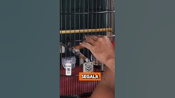 BURUNG BUTUH SEMUA INI UNTUK RAWATANNYA #burung #bird #kicaumania #kacer #muraibatu