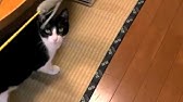くるねこ