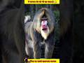 Sabse jada khatarnak jandr konsa hai dekho ,😮😮#video #animals #millioniare #viralvid