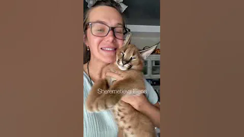 Какие звуки издают каракалы?