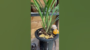 Địa lan " Quốc Sắc Thiên Hương "