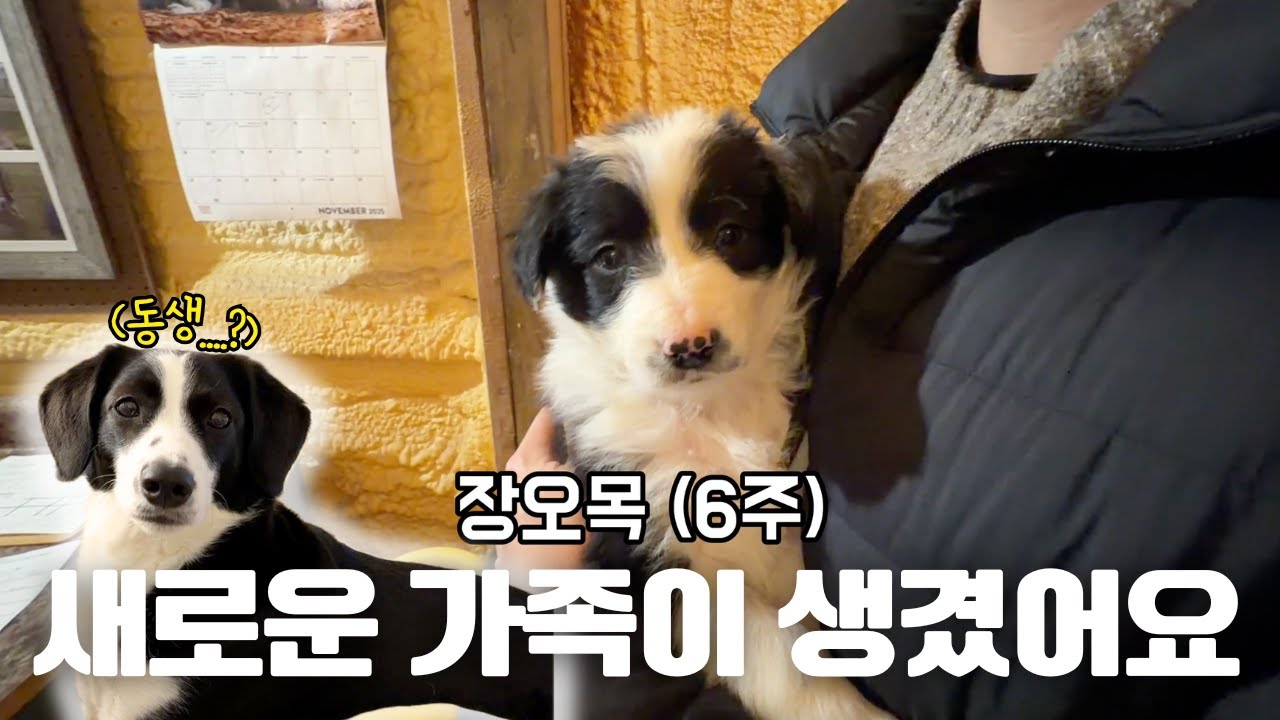 [🇺🇸] 새로운 가족이 생겼어요