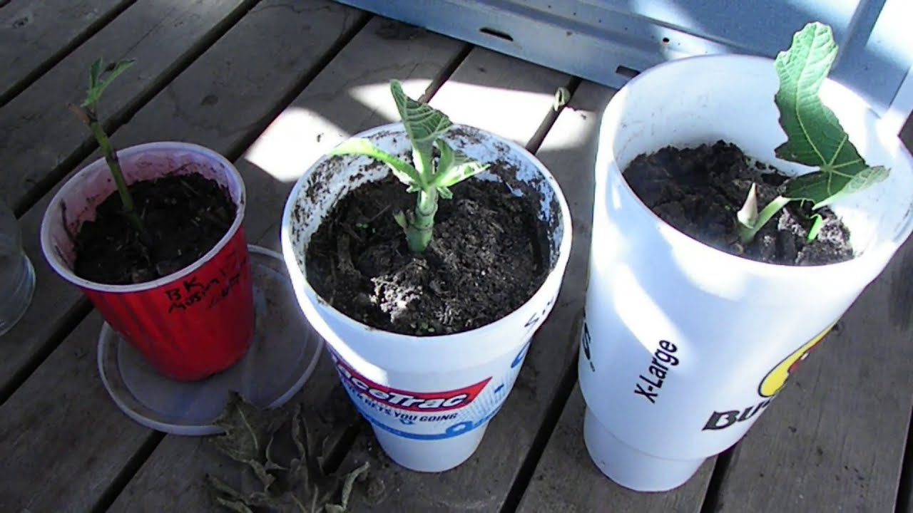 Rooting green fig cuttings YouTube