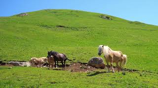 New Best Oromo Classical Music  Siirba Afaan Oromo
