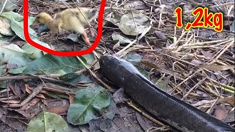 Câu Cá Lóc Nhấp Vịt Ổ Đen Thui Lên Cặp HuGo Sông, Cận Cảnh Hấp Dẫn Từng Pha Táp tập 3