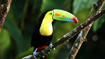 Animated photo - Parallax 2.5D effect - Puppet Pins in After Effects