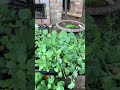 NEWBIE GARDENER HOODWINKED UPDATE!