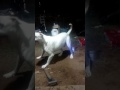 White Death vs Bubble Machine