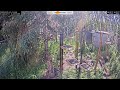 2025-07-11 - Foothills Birds - Foothills, AB - Live Stream Bird Feeder Cam (FiRN)