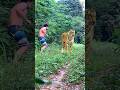 Amazing strong man meet tiger #tiger #shorts #short #shortsviral