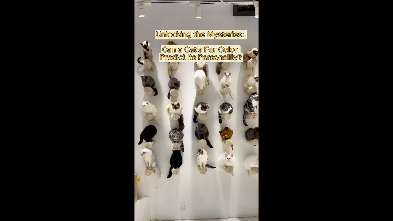 Fur & Character: Can Cat Colors Reveal Their Personalities? 🐱💼