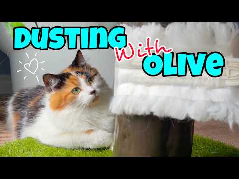 Kitty Cleaning Hacks: Olive Helps Dust The House