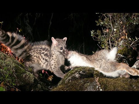 Видео: Генета – Невидимый Истребитель КРОЛИКОВ, птиц и крыс! Это вам не кошка!