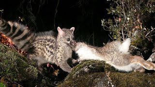 Genet cat is an Invisible Destroyer of RABBITS, birds and rats!