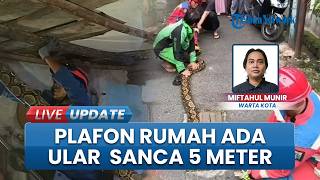 Seekor Ular Sanca Berukuran 5 Meter Bersarang di Plafon Rumah Warga Duren Sawit, Evakuasi Dramatis