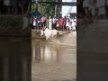 എ കെ ഇജാസ് മോൻ ആതവനാട് #cattlerace #kalapoot #shorts #pothpoott #kambala #jellykettu