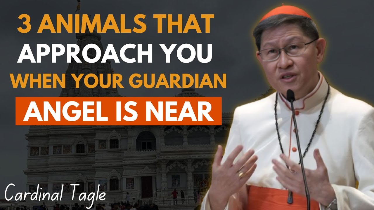 Guardian Angels Give Signs Through Animals " Cardinal Tagle