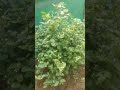 :gardening #Jasmine plant#shorts #flowers