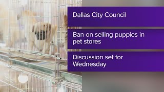 Proposed ordinance calls for ban of puppies, kittens at Dallas pet stores