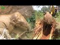 Doing the impossible! Saving a giant elephant from a Muddy hole deep in a jungle village