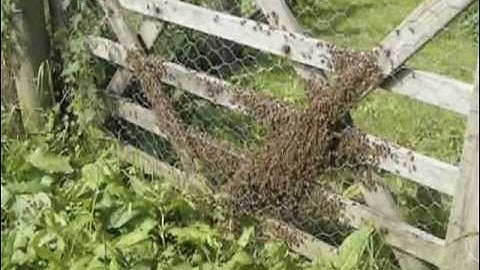Catching a swarm of bees from a Top Bar hive