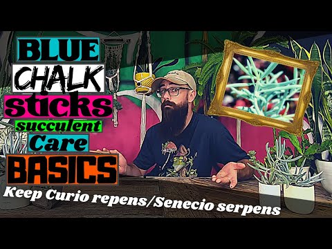 Video: Senecio Blue Chalk Plant Care - Come prendersi cura delle piante grasse del gesso blu